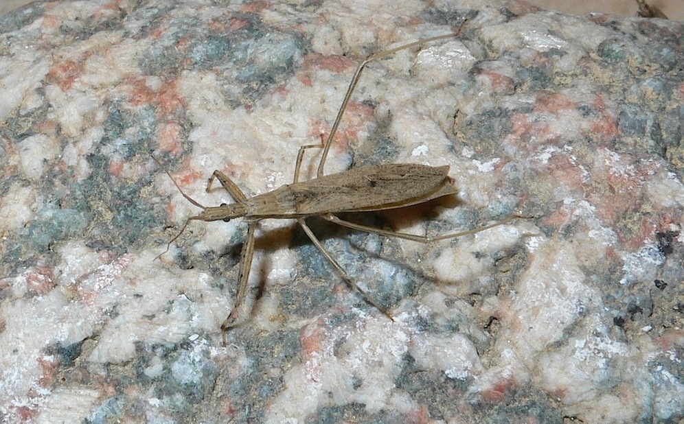 Reduviidae: Sastrapada baerensprungi della Sardegna